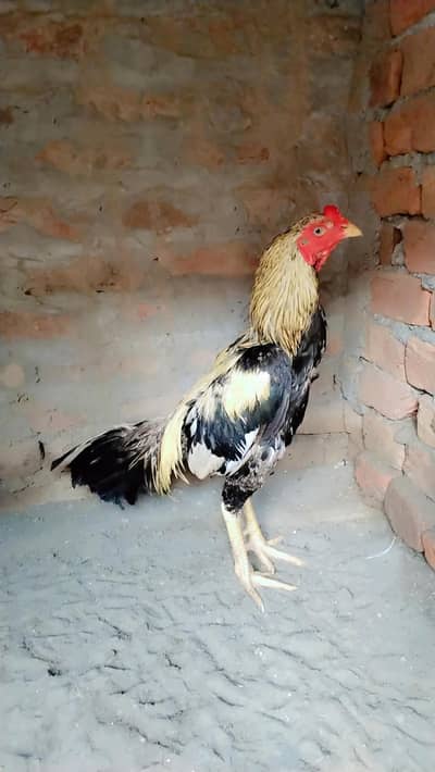 Aseel Murga