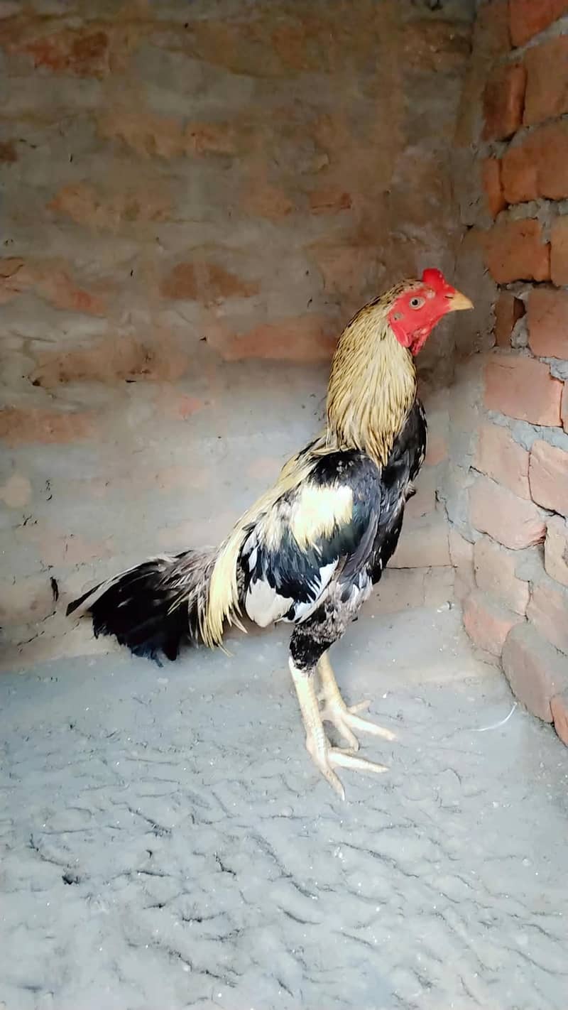 Aseel Murga 0