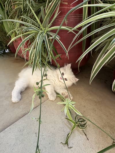 Persian Kitten for Sale