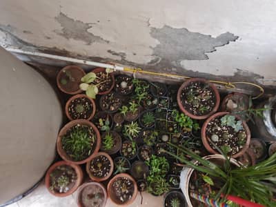 cactus plant available all cactus plant available