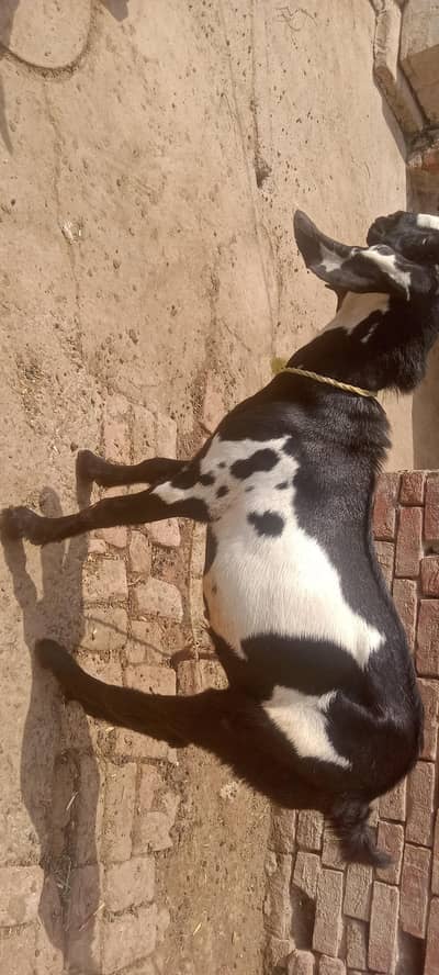 Desi bakra 12 mah umr donda hy
