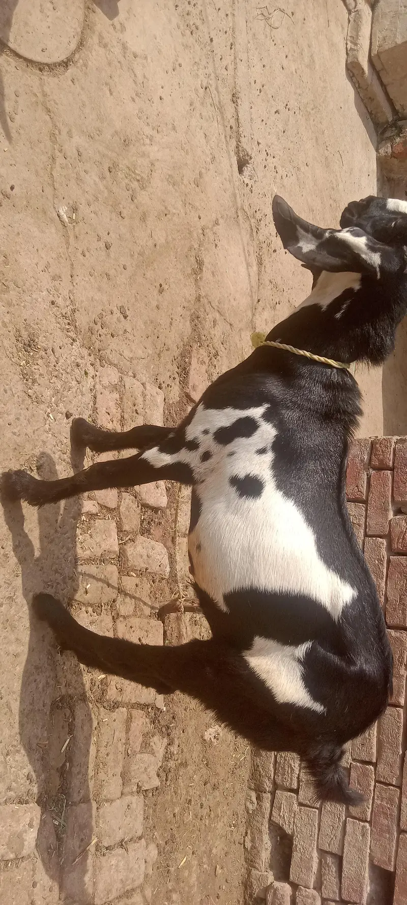 Desi bakra 12 mah umr donda hy