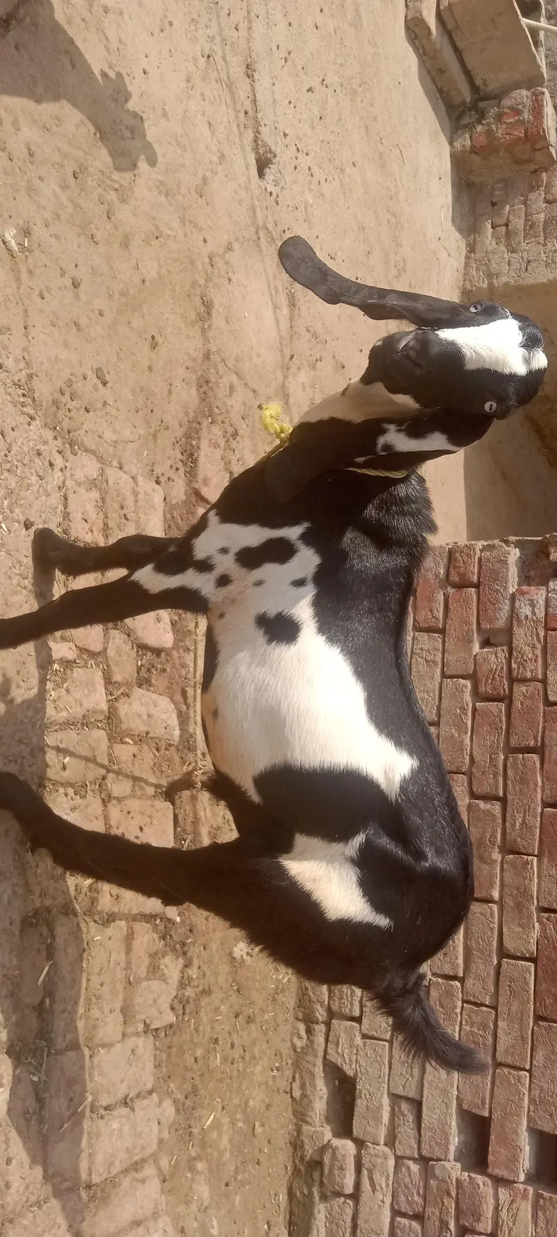 Desi bakra 12 mah umr donda hy — photo 2