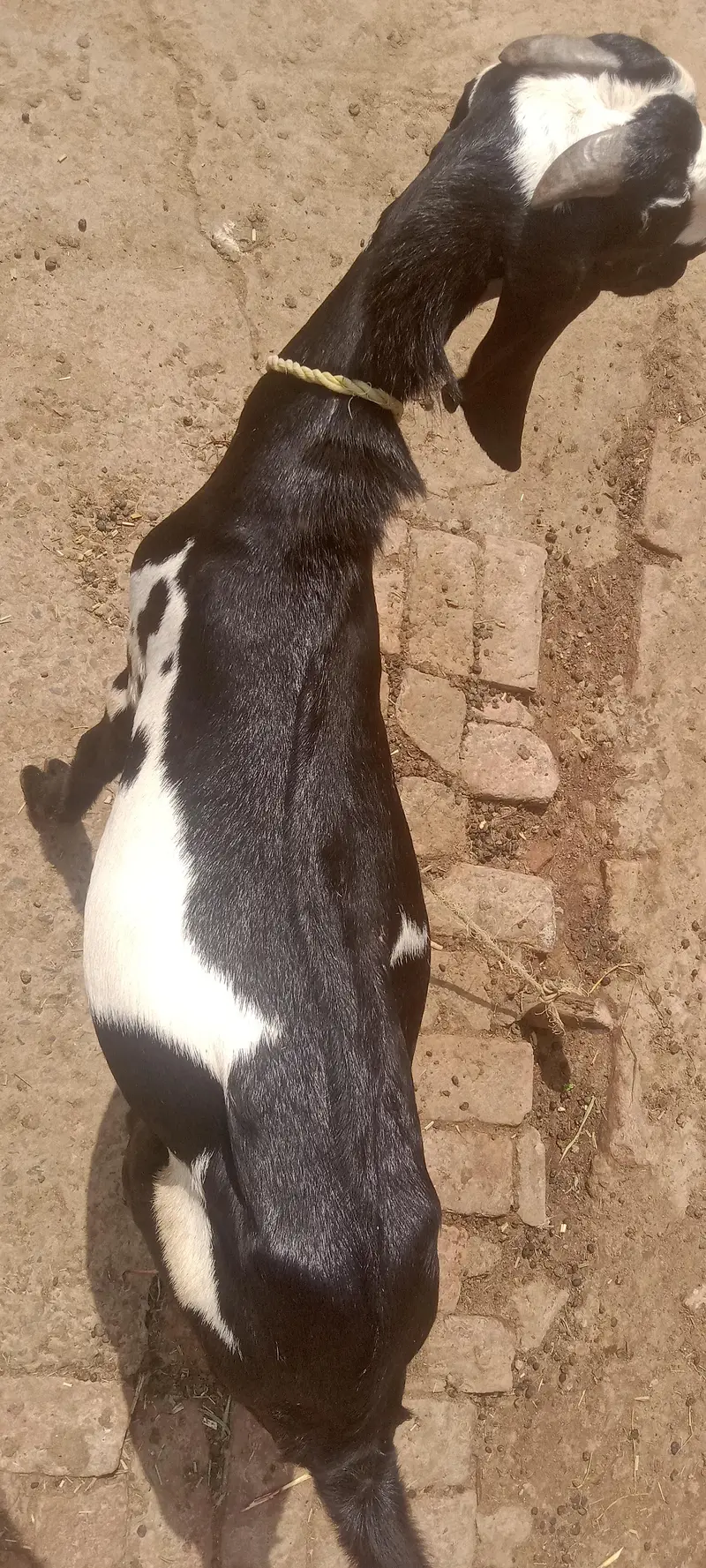 Desi bakra 12 mah umr donda hy — photo 3