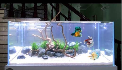 Fish Aquarium