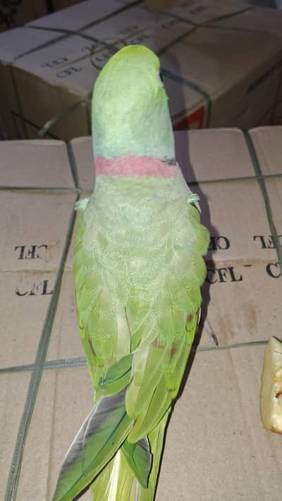 RAW Parrot pair
