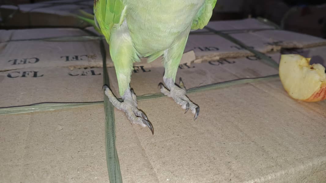 RAW Parrot pair 1