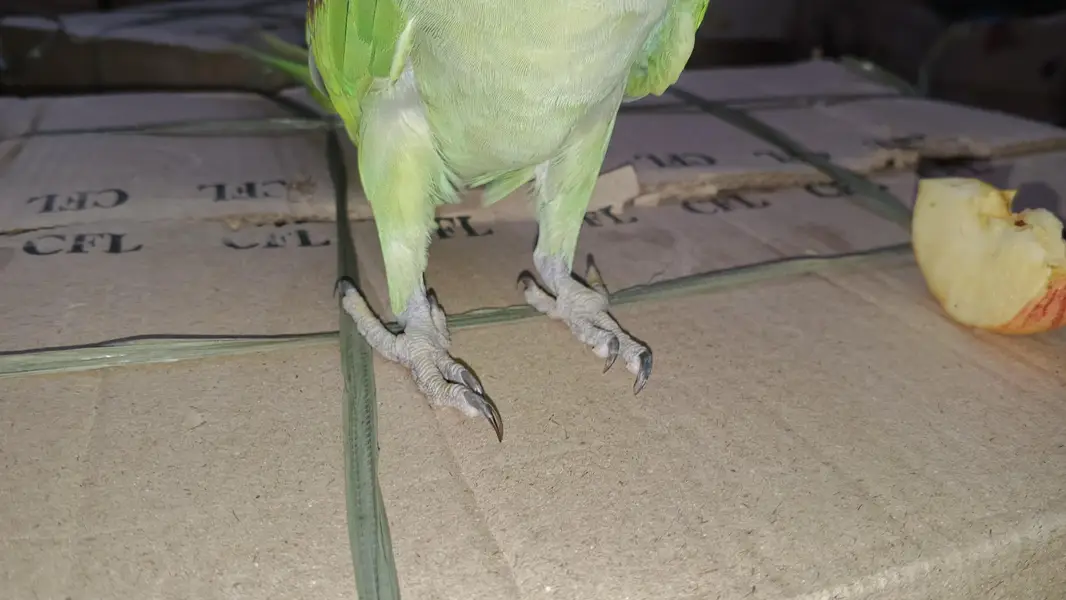 RAW Parrot pair — photo 2