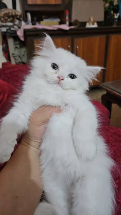 Himalayan Persian x Turkish Angora Kitten | F | Healthy Cat