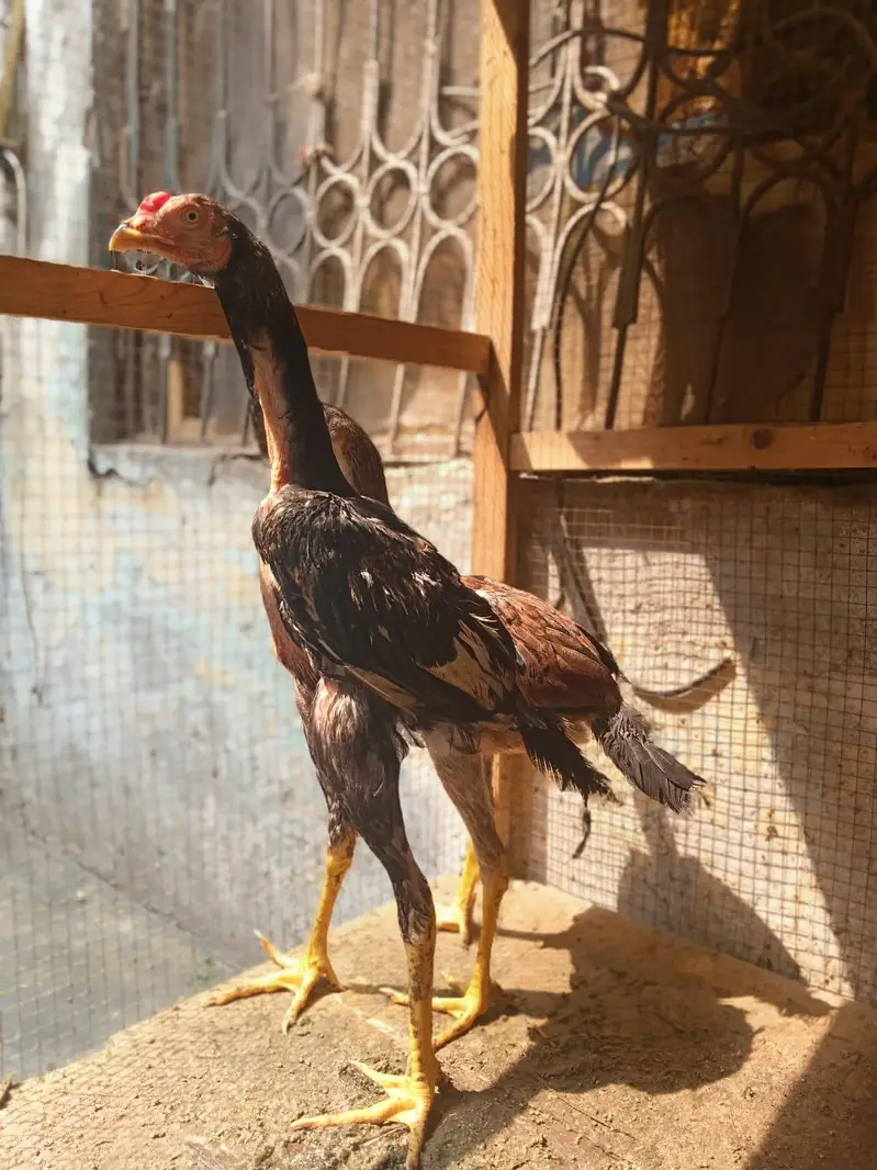 jawa aseel — photo 2