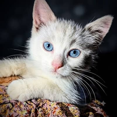 Persian punch face Kitten