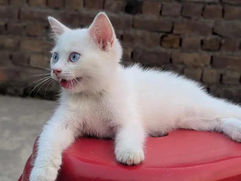 Persian punch face Kitten — photo 2