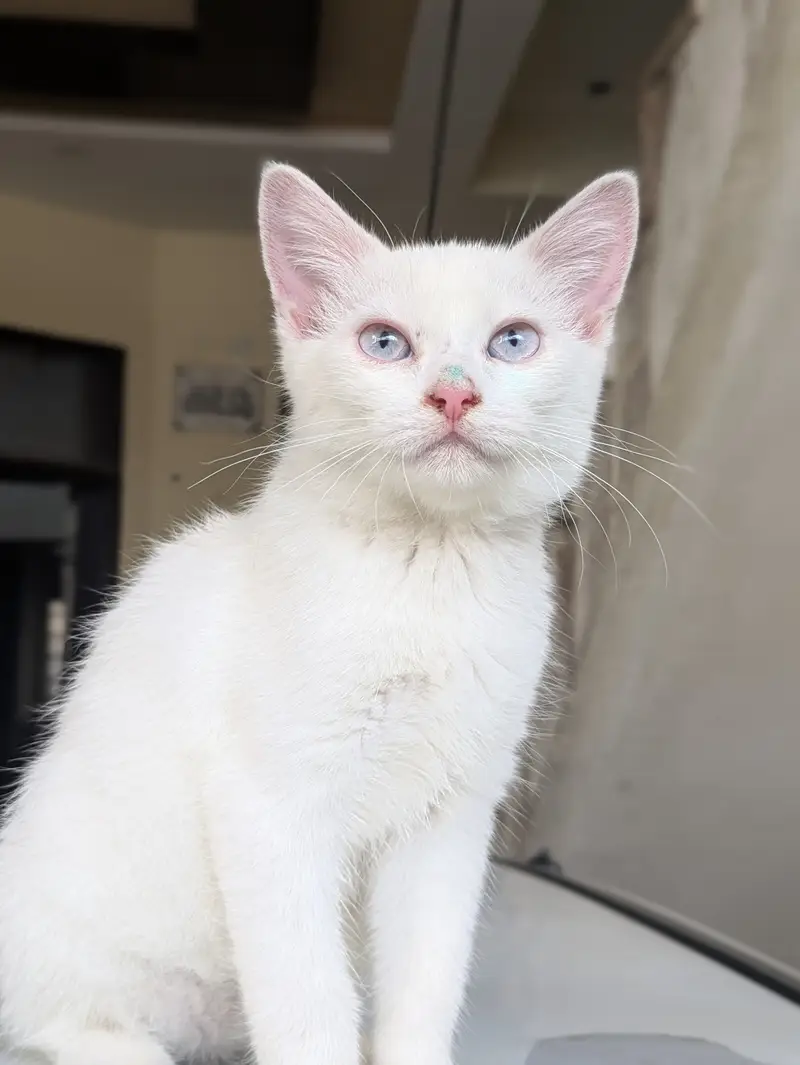 Persian punch face Kitten — photo 3