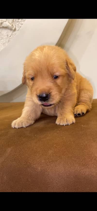Golden retriever