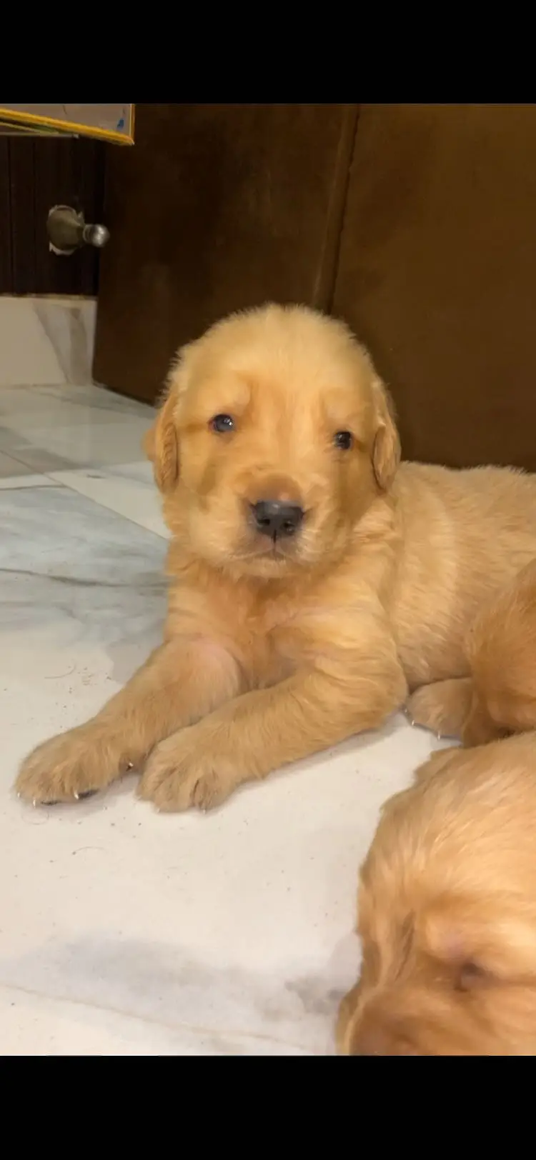 Golden retriever — photo 2