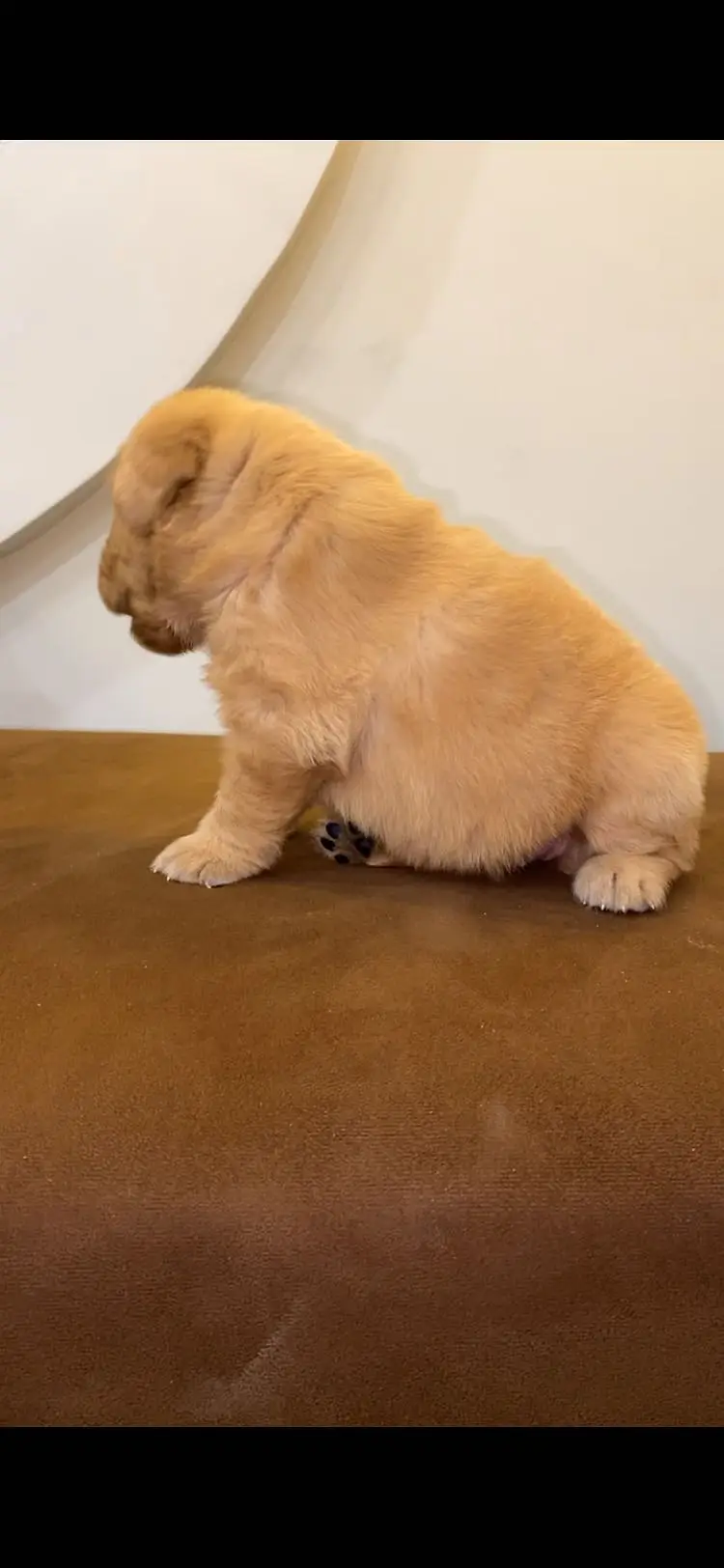 Golden retriever — photo 3