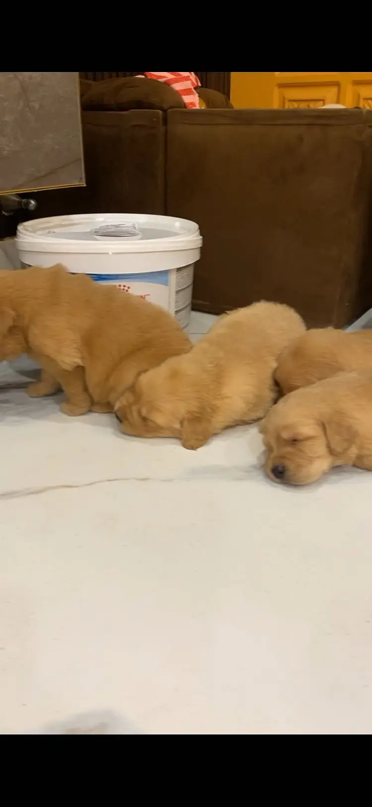 Golden retriever — photo 4