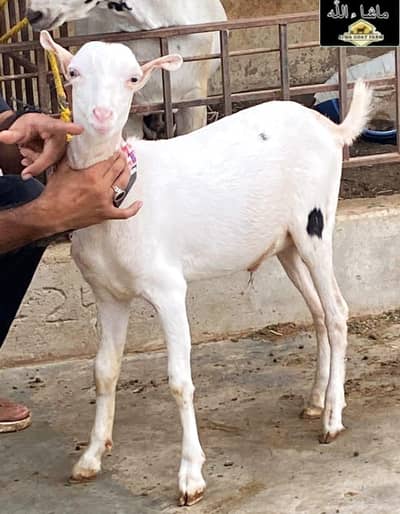 Tedy bakra