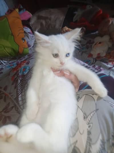 male with odd eyes for sale