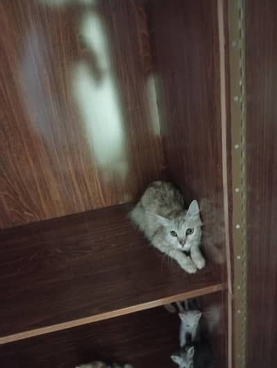 Mother Cat & 6 Kittens — Free to a Loving Home