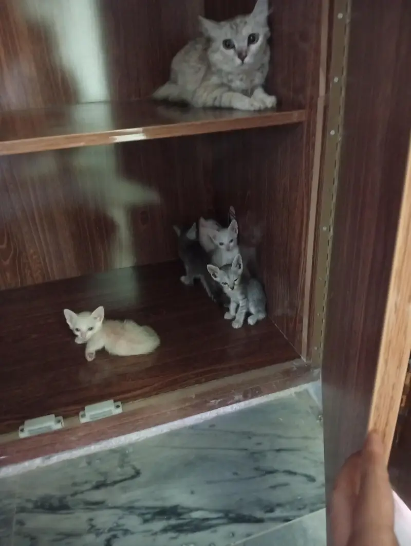 Mother Cat & 6 Kittens — Free to a Loving Home — photo 2