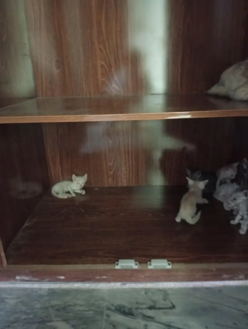 Mother Cat & 6 Kittens — Free to a Loving Home — photo 3