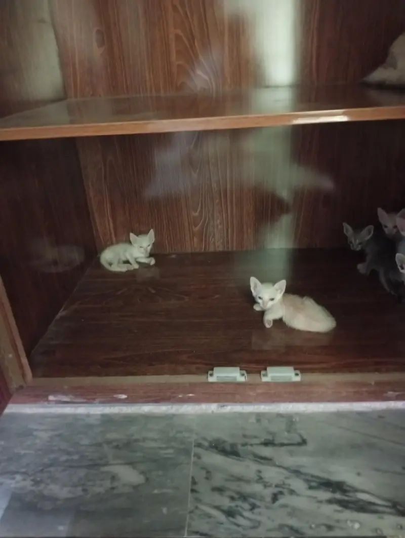 Mother Cat & 6 Kittens — Free to a Loving Home — photo 4