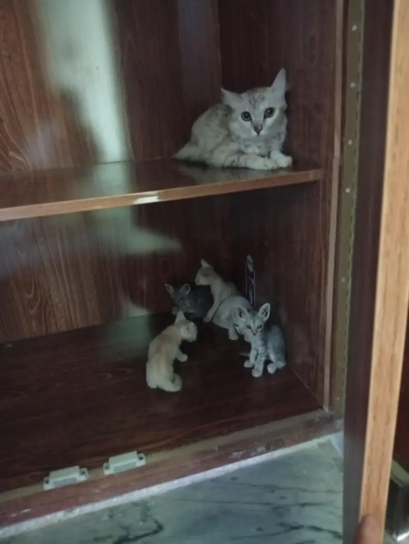 Mother Cat & 6 Kittens — Free to a Loving Home — photo 5