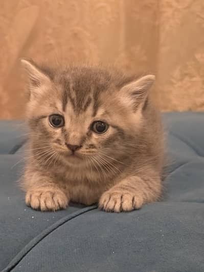 Persian Kitten for sale in fair price