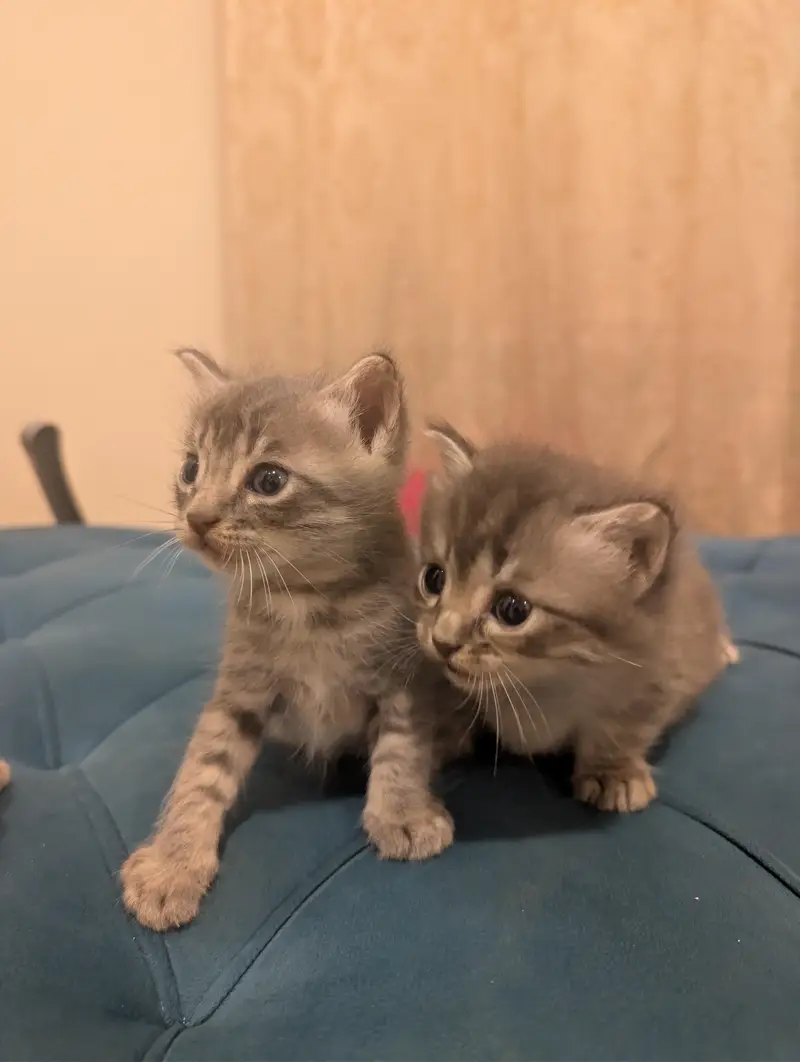 Persian Kitten for sale in fair price — photo 2