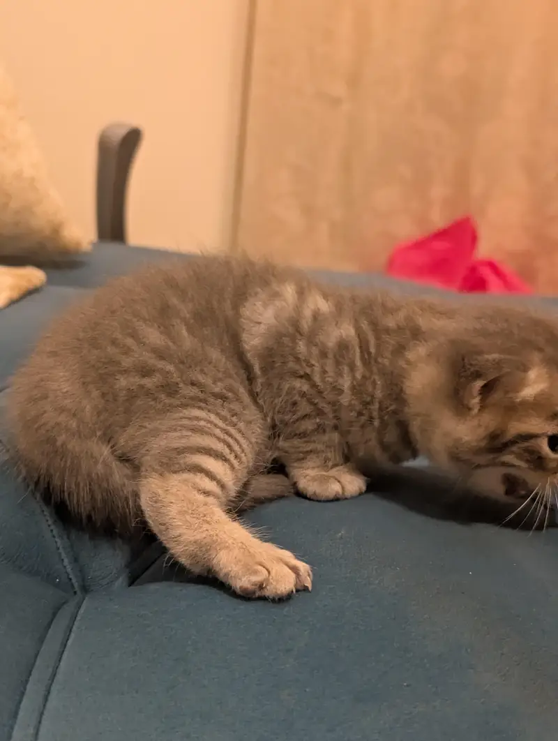 Persian Kitten for sale in fair price — photo 3