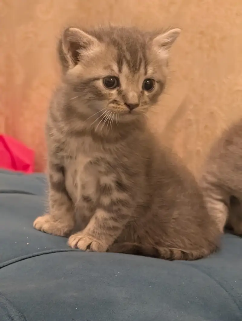 Persian Kitten for sale in fair price — photo 4