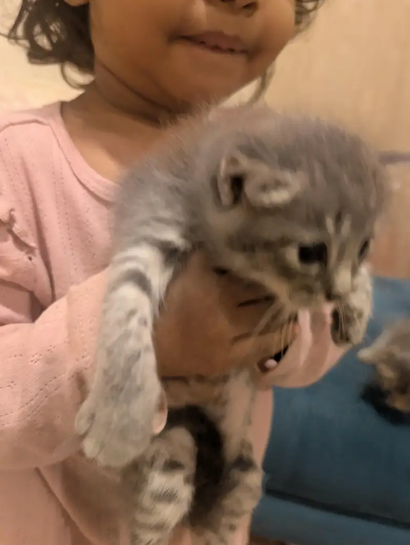 Persian Kitten for sale in fair price — photo 5