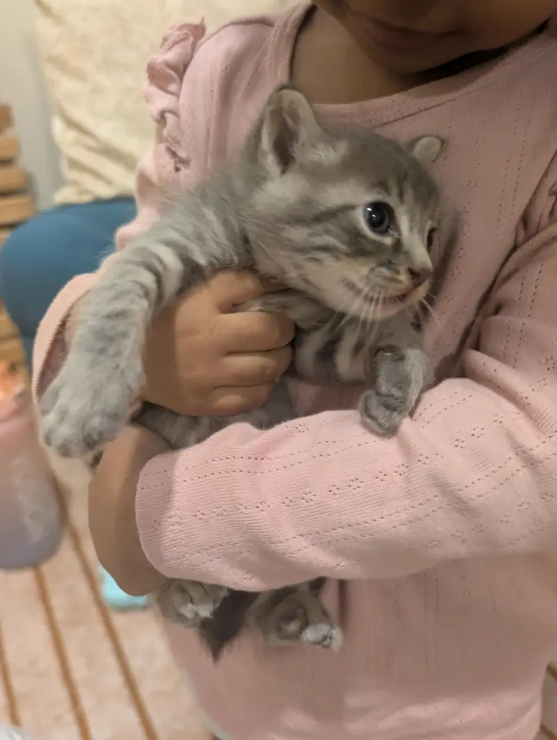 Persian Kitten for sale in fair price — photo 6