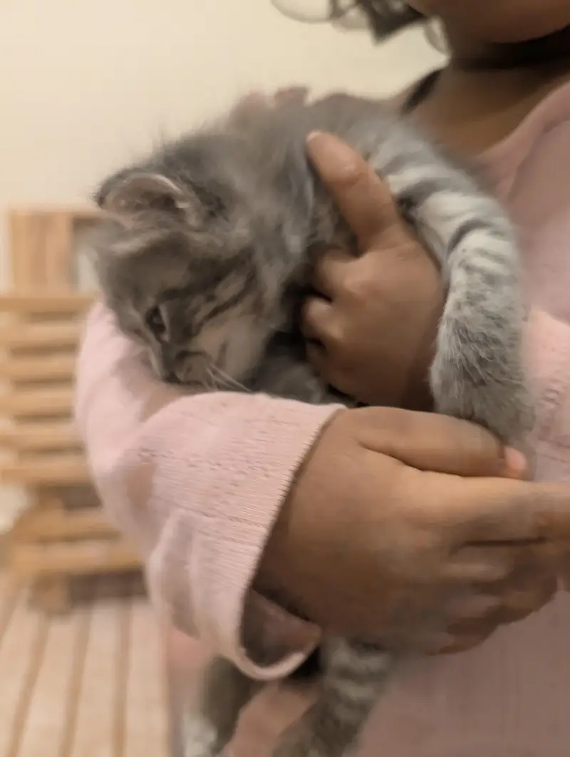 Persian Kitten for sale in fair price — photo 7