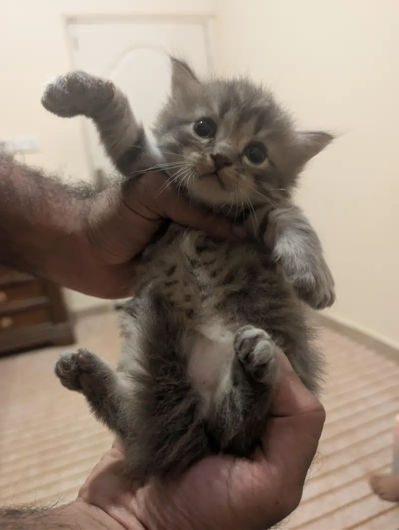 Persian Kitten for sale in fair price — photo 8