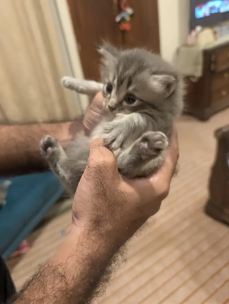 Persian Kitten for sale in fair price — photo 9