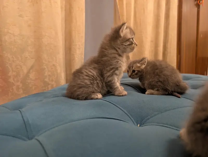 Persian Kitten for sale in fair price — photo 10