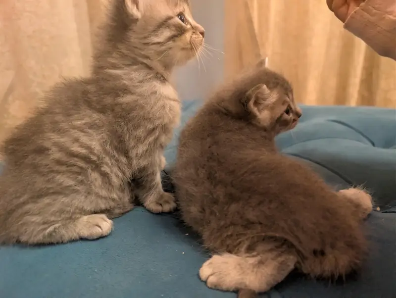 Persian Kitten for sale in fair price — photo 11