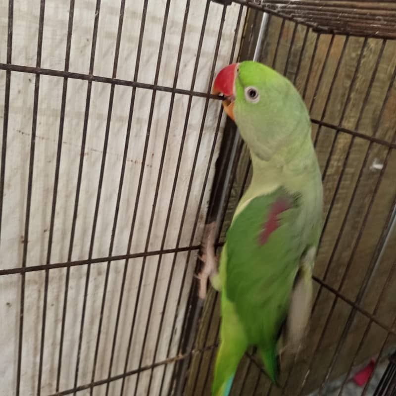 raw parrot 0