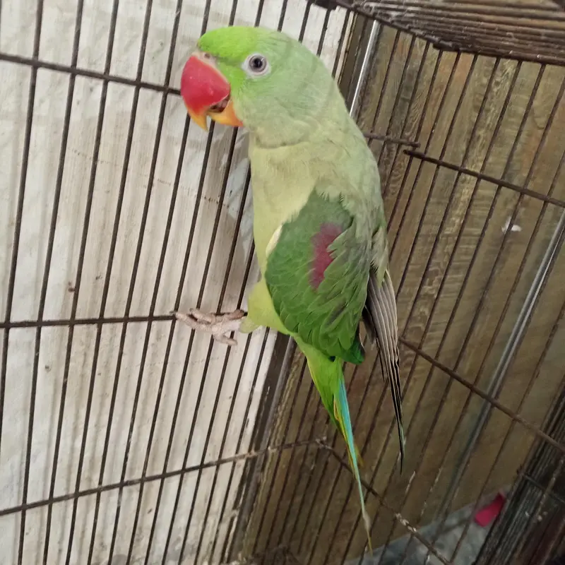raw parrot — photo 2