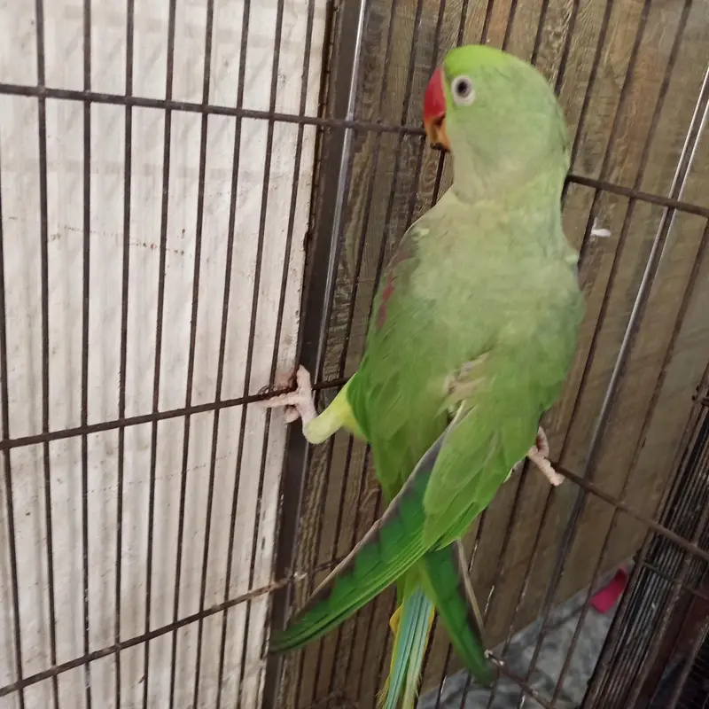 raw parrot — photo 3