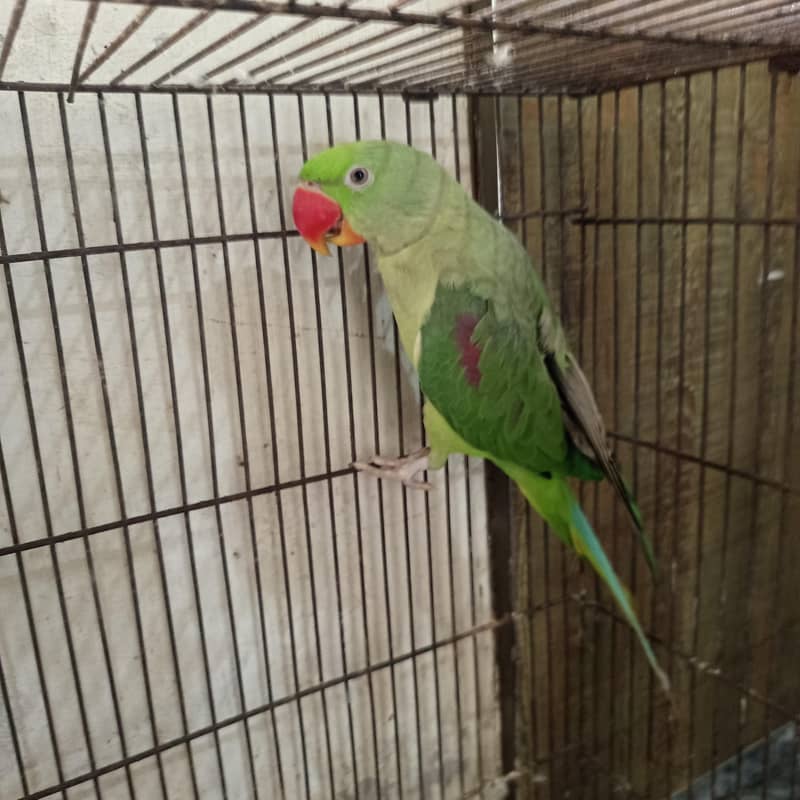 raw parrot 3