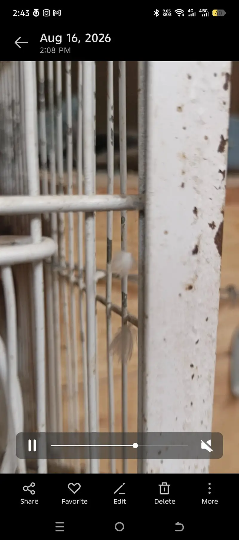 Birds Cage - Pinjirah — photo 5