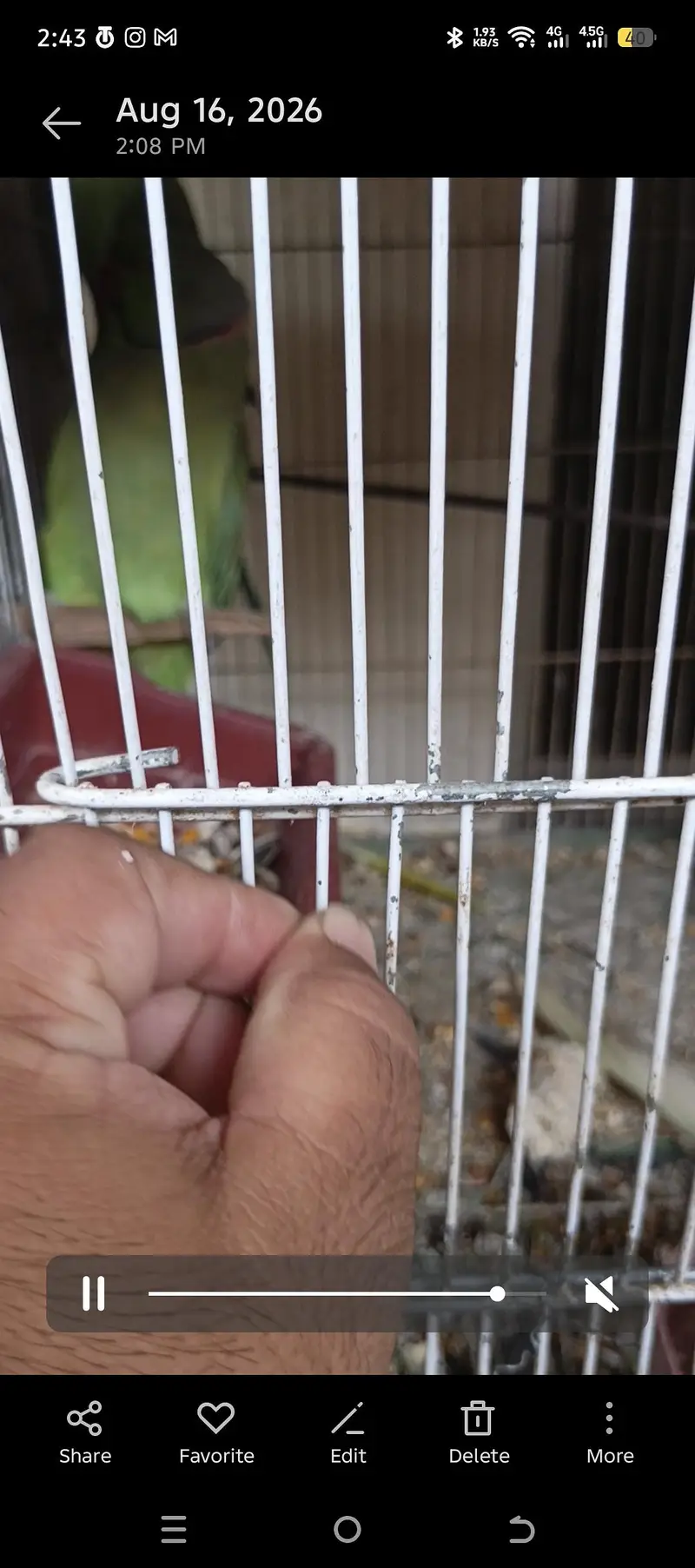 Birds Cage - Pinjirah — photo 6