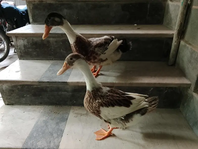 Cute Duck Pair For Sale British breed