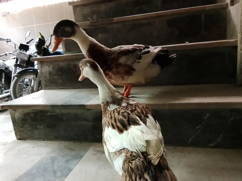 Cute Duck Pair For Sale British breed — photo 2