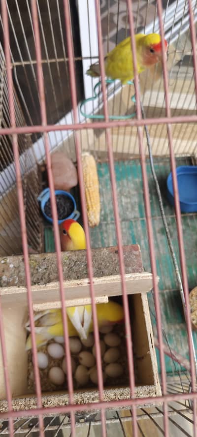 Yellow Lutino Finches Birds Karachi