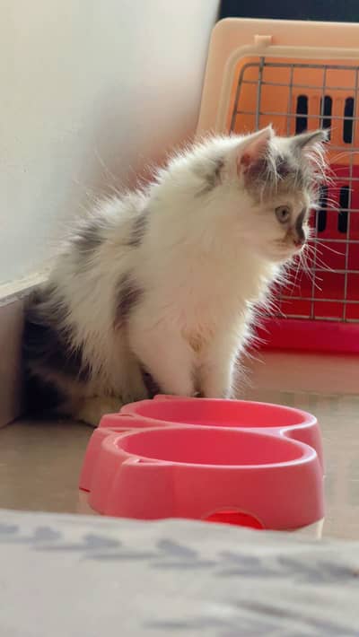 Persian female calico kitten