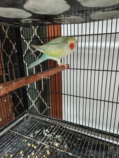 Breeder Female for Sale